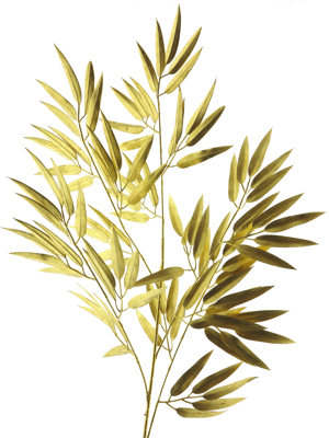 Bamboo spray gold 98cm - Nova nature