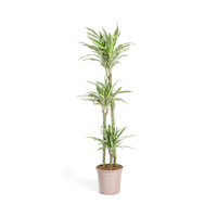 Dracaena Deremensis White Stripe Ø24cm - ↕130 - 150cm - thumbnail