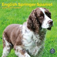Engelse Springer Spaniel Kalender 2026
