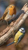 Vogels 70x130cm Tuinschilderij - Customize it
