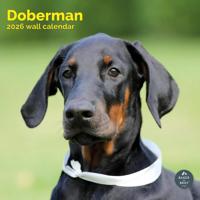 Dobermann Kalender 2026