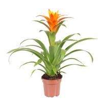 Guzmania Jive (Oranje Bromelia) P 12