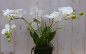 Orchidee phalaenopsis 3 stelen wit 30 cm - Warentuin Mix
