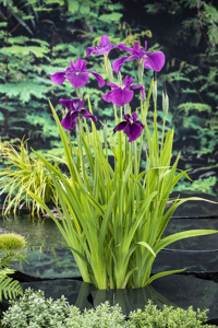 Japanse Iris / Iris kaempferi