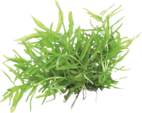 AquaVitaal Easy Grow Didiplis Diandra