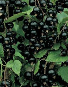 Ribes Nigrum 'Zwarte bes'