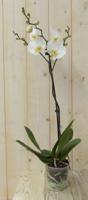 Vlinderorchidee Luxe Tak wit 80 cm - Warentuin natuurlijk