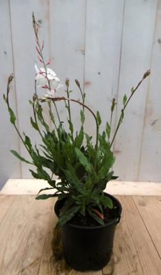 Gaura Prachtkaars wit - Warentuin natuurlijk