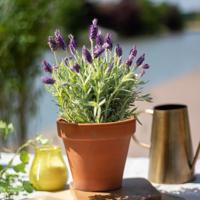 Lavendel Anouk - Kuiflavendel (lavendel plant) - P12 Lavendel Anouk - Kuiflavendel (lavendel plant) - P12