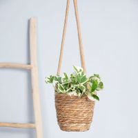 Scindapsus N&apos;joy - Epipremnum Variegata - P12 (hangplant)