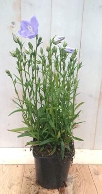 Campanula staand blauw - Warentuin natuurlijk
