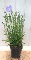 Campanula staand blauw - Warentuin natuurlijk