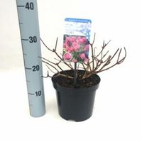 Hydrangea Paniculata "Diamond Rouge"® pluimhortensia - 25-30 cm - 1 stuks