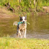 Honden waterspeeltje Tug Rope, blauw-geel, Maat: S