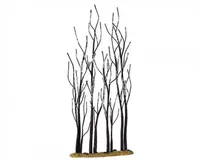 Stand Of Sycamore
