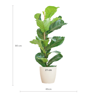 Ficus Lyrata met Viber pot wit - 80cm - Ø21