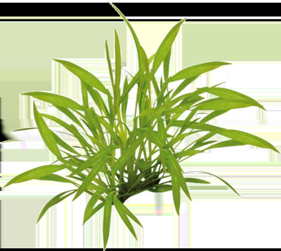 AquaVitaal Easy Grow Helanthium Tenellum