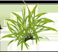AquaVitaal Easy Grow Helanthium Tenellum