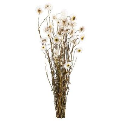 Droogbloemen Acroclinium - wit - 50 cm