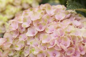 Hortensia