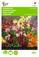 Cheiranthus cheirii Fair Lady Gemengd - Buzzy
