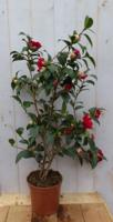 Camelia rood 80 cm Warentuin Natuurlijk - Warentuin natuurlijk