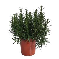 Rozemarijn Rosmarinus II kruidenplant Warentuin Natuurlijk - Warentuin natuurlijk