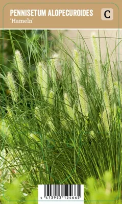 V.I.P.S. Pennisetum alopecuroides ''Hameln'' - Lampenpoetsersgras (P9)