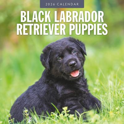 Labrador Retriever Zwart Puppies Kalender 2026