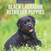 Labrador Retriever Zwart Puppies Kalender 2026