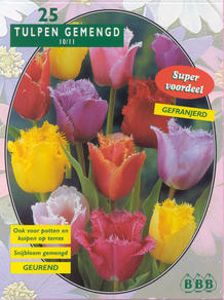 Tulp