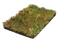 Plantenmat vasteplanten Vetkruid Sedum prijs per 1m2 cm Covergreen - Covergreen