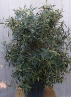 Olijf struik XL 110 cm hoog Olea Warentuin Natuurlijk - Warentuin natuurlijk