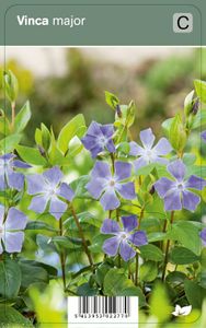Vips Vinca major - Grote maagdenpalm