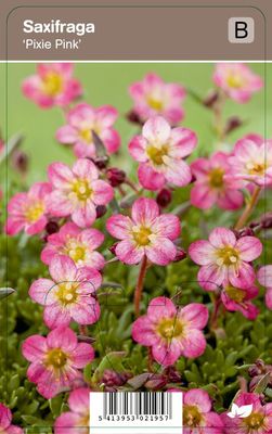 Vips Saxifraga Pixie Pink - Steenbreek