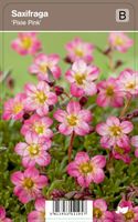 Vips Saxifraga Pixie Pink - Steenbreek