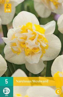 Narcis westward 5 bollen