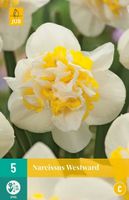 Narcis westward 5 bollen