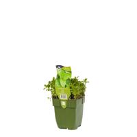 Marokkaanse munt kruid Mentha spicata Moroccan Griffioen - Griffioen