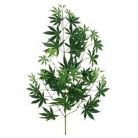 Acer Maple tak x44 FR 70cm