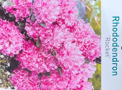 Rhododendron Rocket - Warentuin natuurlijk