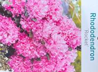 Rhododendron Rocket - Warentuin natuurlijk