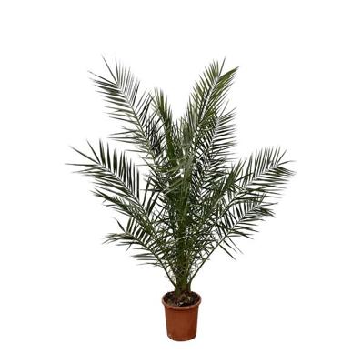 Phoenix Canariensis - 180cm- Ø25