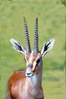 Gazelle