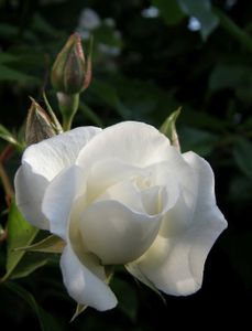 Witte Klimroos