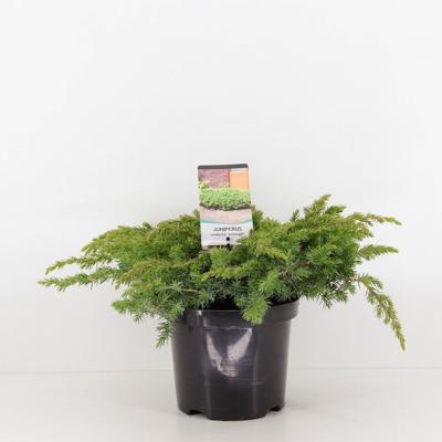Juniperus conferta schlager 30 cm - Warentuin natuurlijk
