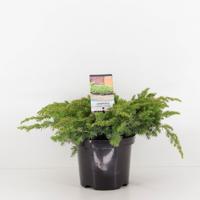 Juniperus conferta schlager 30 cm - Warentuin natuurlijk