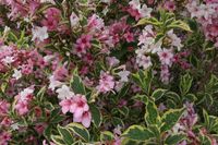 Weigela op stam - thumbnail