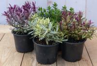 Hebe vaste plant groen met mix variante - Warentuin natuurlijk