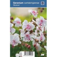 Ooievaarsbek (geranium cantabrigiense "Biokovo") schaduwplant - 12 stuks